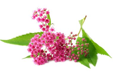 Beyaz arka planda yeşil yapraklı pembe çiçek. en üstteki görünüm