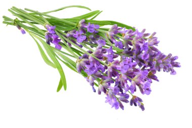 lavanta çiçekleri beyaz arka plan üzerinde izole. lavanta çiçek demet.