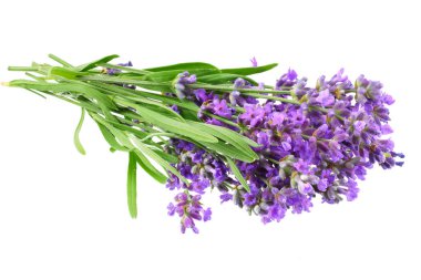 lavanta çiçekleri beyaz arka plan üzerinde izole. lavanta çiçek demet.