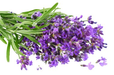 lavanta çiçekleri beyaz arka plan üzerinde izole. lavanta çiçek demet.