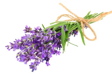 lavanta çiçekleri beyaz arka plan üzerinde izole. lavanta çiçek demet.