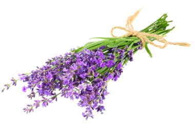 lavanta çiçekleri beyaz arka plan üzerinde izole. lavanta çiçek demet.