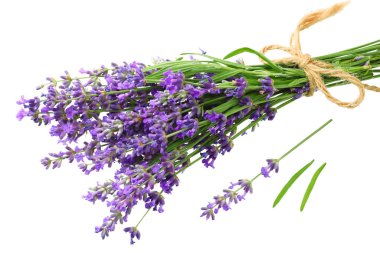 lavanta çiçekleri beyaz arka plan üzerinde izole. lavanta çiçek demet.