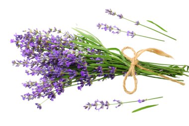 lavanta çiçekleri beyaz arka plan üzerinde izole. lavanta çiçek demet.