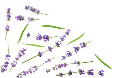 Beyaz arka planda lavanta çiçekleri var. en üstteki görünüm