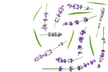 Beyaz arka planda lavanta çiçekleri var. en üstteki görünüm