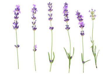 Beyaz arka planda lavanta çiçekleri var. en üstteki görünüm