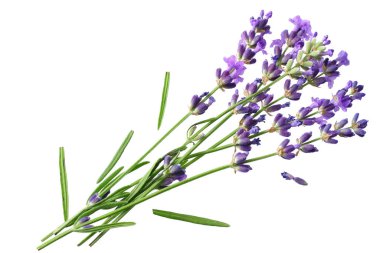 lavanta çiçekleri beyaz arka plan üzerinde izole. lavanta çiçek demet.