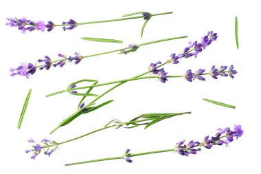 Beyaz arka planda lavanta çiçekleri var. en üstteki görünüm