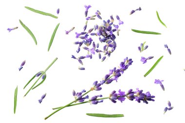 Beyaz arka planda lavanta çiçekleri var. en üstteki görünüm