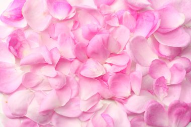 Beyaz arka planda izole edilmiş pembe gül yaprakları. en üstteki görünüm