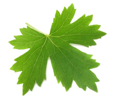 Beyaz arkaplanda izole edilmiş yeşil kuş üzümü yaprağı