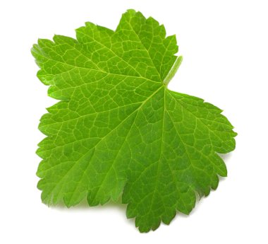 Beyaz arkaplanda izole edilmiş yeşil kuş üzümü yaprağı