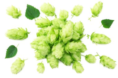 Beyaz arka plan üzerinde izole koniler hop. Bira bira malzemeler. Bira bira kavramı. Bira arka plan. Üstten görünüm