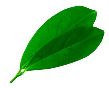 Turunçgil yaprakları beyaz arka planda yalıtılmış. en üstteki görünüm