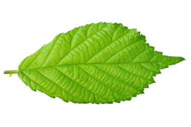 Beyaz arka planda izole edilmiş bir böğürtlen yaprağı. en üstteki görünüm.