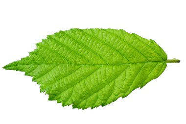 Beyaz arka planda izole edilmiş bir böğürtlen yaprağı. en üstteki görünüm.