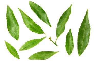 Turunçgil yaprakları beyaz arka planda yalıtılmış. en üstteki görünüm