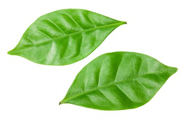 Beyaz arka planda izole kahve yaprakları