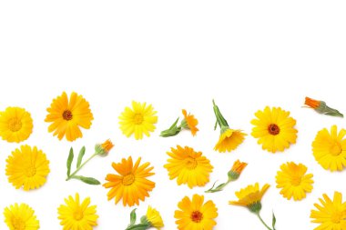 Beyaz arka planda izole edilmiş kadife çiçekleri. Calendula çiçeği. en üstteki görünüm