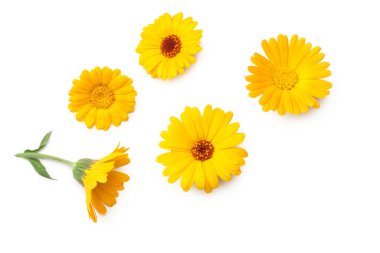 Beyaz arka planda izole edilmiş kadife çiçekleri. Calendula çiçeği. en üstteki görünüm