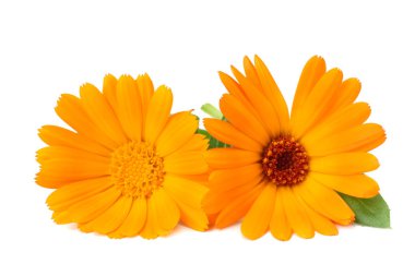 Kadife çiçeği kafası beyaz arka planda izole edilmiş. Calendula çiçeği. makro