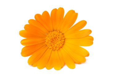 Bir kadife çiçeği kafası beyaz arka planda izole edilmiş. Calendula çiçeği.