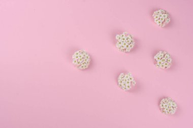 Pembe arka planda bahar beyaz çiçekleri. Düz yatış, üst görünüm.