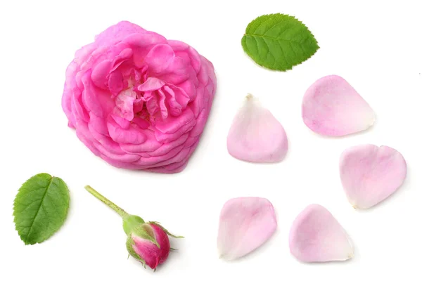 Roze Rozenblaadjes Met Roze Rozenbloemenkop Geïsoleerd Witte Achtergrond Bovenaanzicht — Stockfoto