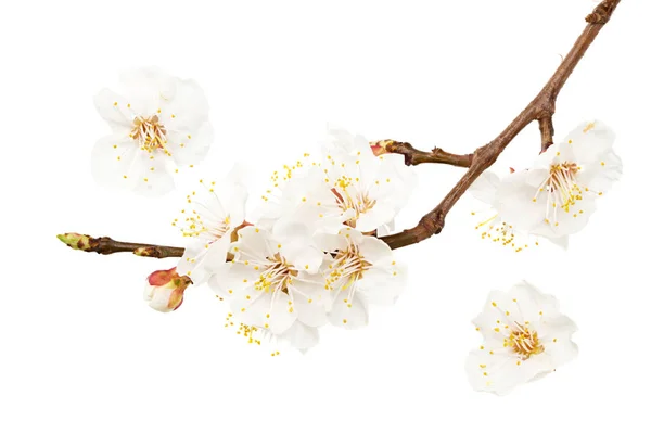 Абрикосові Квіти Ізольовані Білому Тлі Білі Квіти Вид Зверху — стокове фото