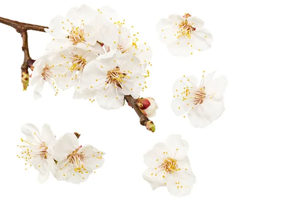 Абрикосові Квіти Ізольовані Білому Тлі Білі Квіти Вид Зверху — стокове фото