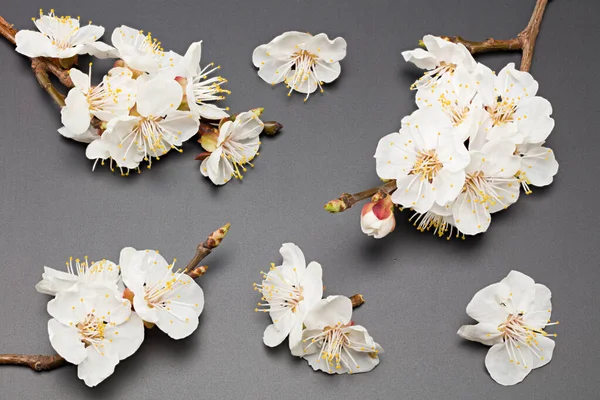 Aprikos Blommor Svart Bakgrund Ovanifrån — Stockfoto