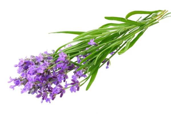 Lavender Flowers Isolated White Background Bunch Lavender Flowers — Stock Photo, Image