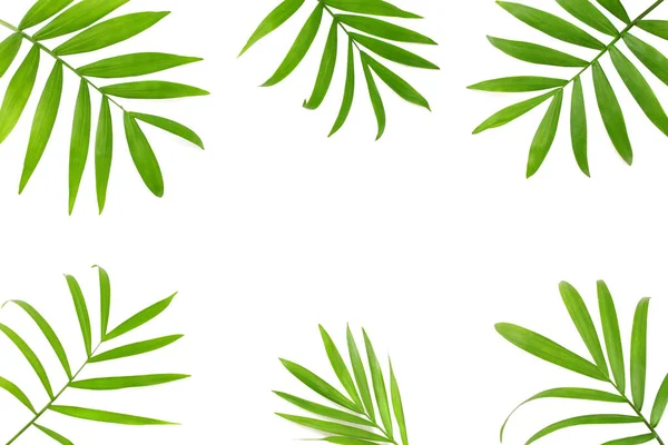 Folhas Verdes Coco Isoladas Sobre Fundo Branco Vista Superior — Fotografia de Stock