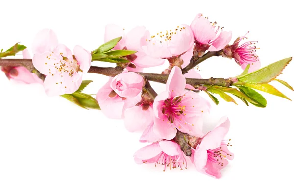 Pfirsichblüten Isoliert Auf Weißem Hintergrund Frühlingsblumen — Stockfoto