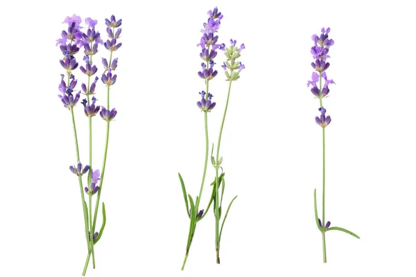 Lavender Flowers Isolated White Background Top View — Stock Photo, Image