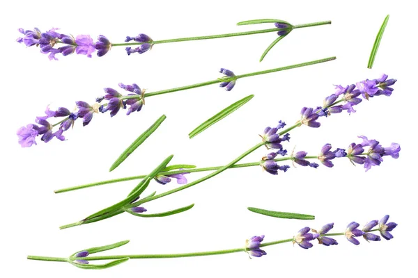 Lavender Flowers Isolated White Background Top View — Stock Photo, Image
