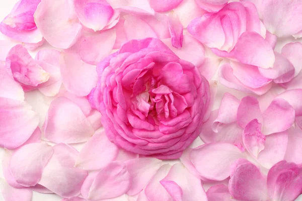 Roze Rozenblaadjes Geïsoleerd Witte Achtergrond Bovenaanzicht — Stockfoto