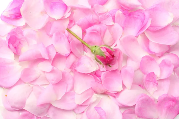 Roze Rozenblaadjes Geïsoleerd Witte Achtergrond Bovenaanzicht — Stockfoto