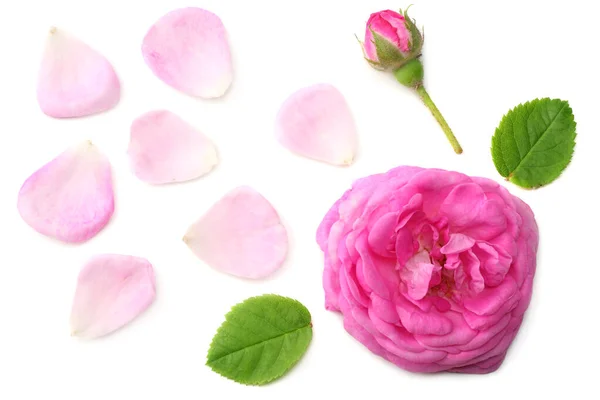 Roze Roos Bloem Hoofd Geïsoleerd Witte Achtergrond Bovenaanzicht — Stockfoto