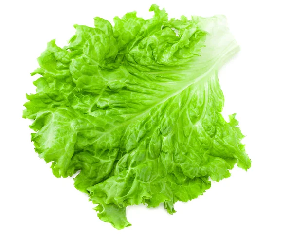 Salad Leaf One Green Lettuce Isolated White Background — Stock Photo, Image