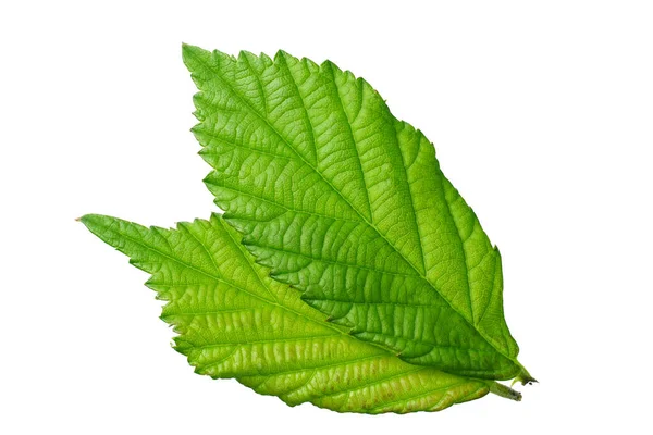 Πράσινο Φύλλο Βατόμουρο Απομονωμένο Λευκό Φόντο Φύλλα Βατόμουρου Πάνω Όψη — Φωτογραφία Αρχείου