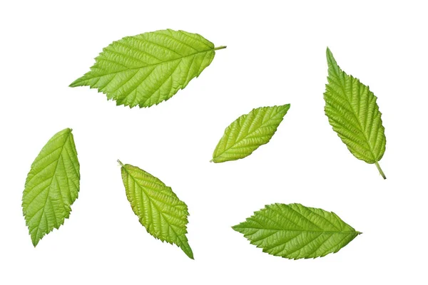 Зеленый Лист Ежевики Выделен Белом Фоне Ежевика Листья Вид Сверху — стоковое фото