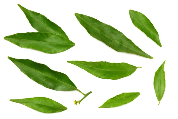 Citrus Leaves Isolated White Background Top View — Stock Photo, Image