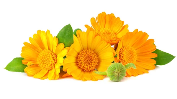 Marigold Flowers Green Leaf Isolated White Background Calendula Flower — Stock Photo, Image