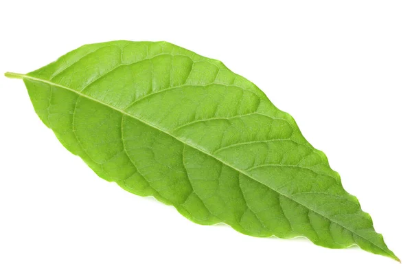 Beyaz Arkaplanda Izole Edilmiş Taze Avokado Yaprağı — Stok fotoğraf