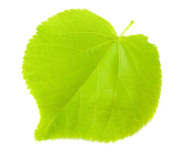 Linden Leaves Isolated White Background — Stock Photo, Image