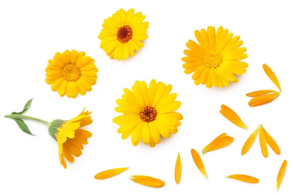 Marigold Květiny Izolované Bílém Pozadí Květina Kalendáře Pohled Shora — Stock fotografie