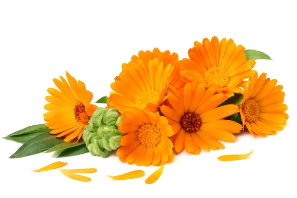 Marigold Květinová Hlava Izolované Bílém Pozadí Květina Kalendáře Makro — Stock fotografie