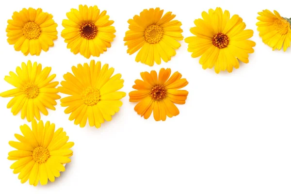 Marigold Květiny Izolované Bílém Pozadí Květina Kalendáře Pohled Shora — Stock fotografie